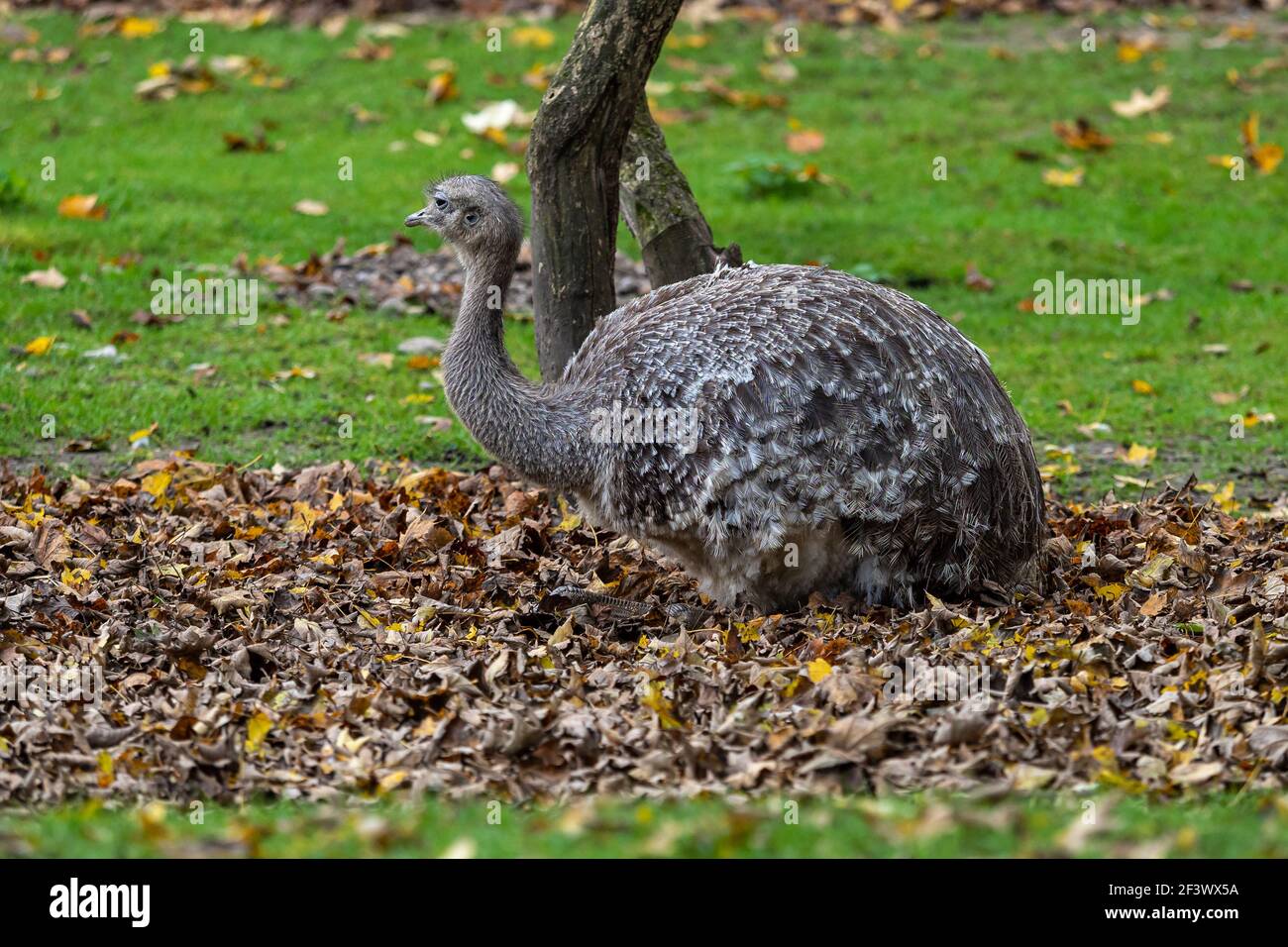 Lesser Rhea Wing Open Darwin's rhea, Rhea pennata also known as the lesser rhea. It is a ...