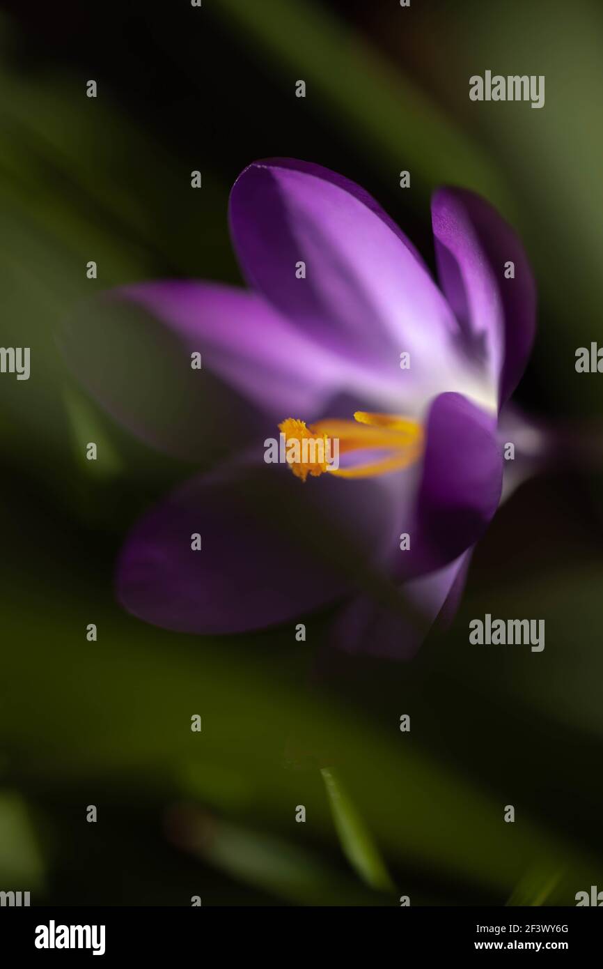A purple crocus is blooming in the half shade Stock Photo