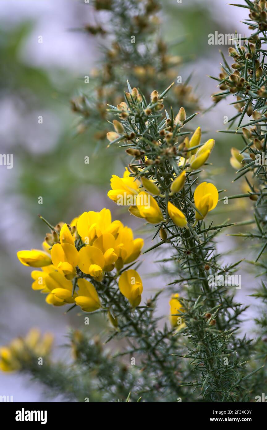 Flowers In Wicklow Mountains High Resolution Stock Photography And Images Alamy