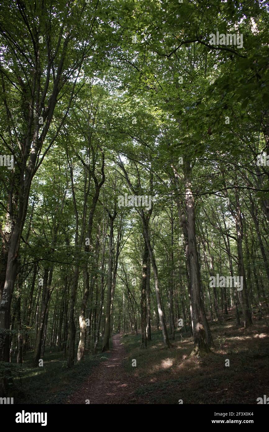 Landscape shot pathway forest hi-res stock photography and images - Alamy