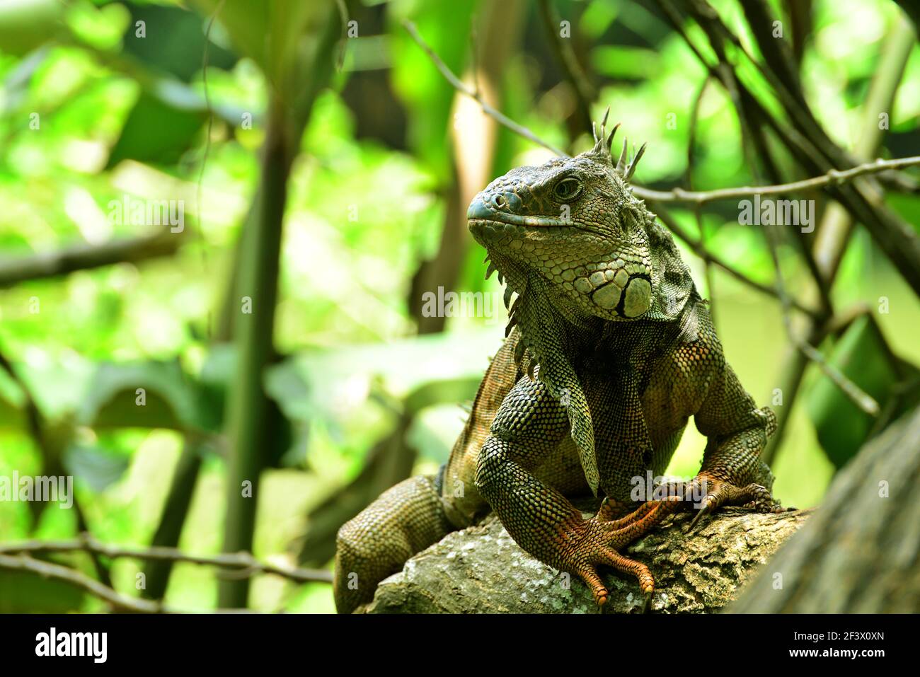 Green iguana (Iguana iguana), also known as the American iguana or the common green iguana in a tree. Valle del Cauca, Colombia Stock Photo
