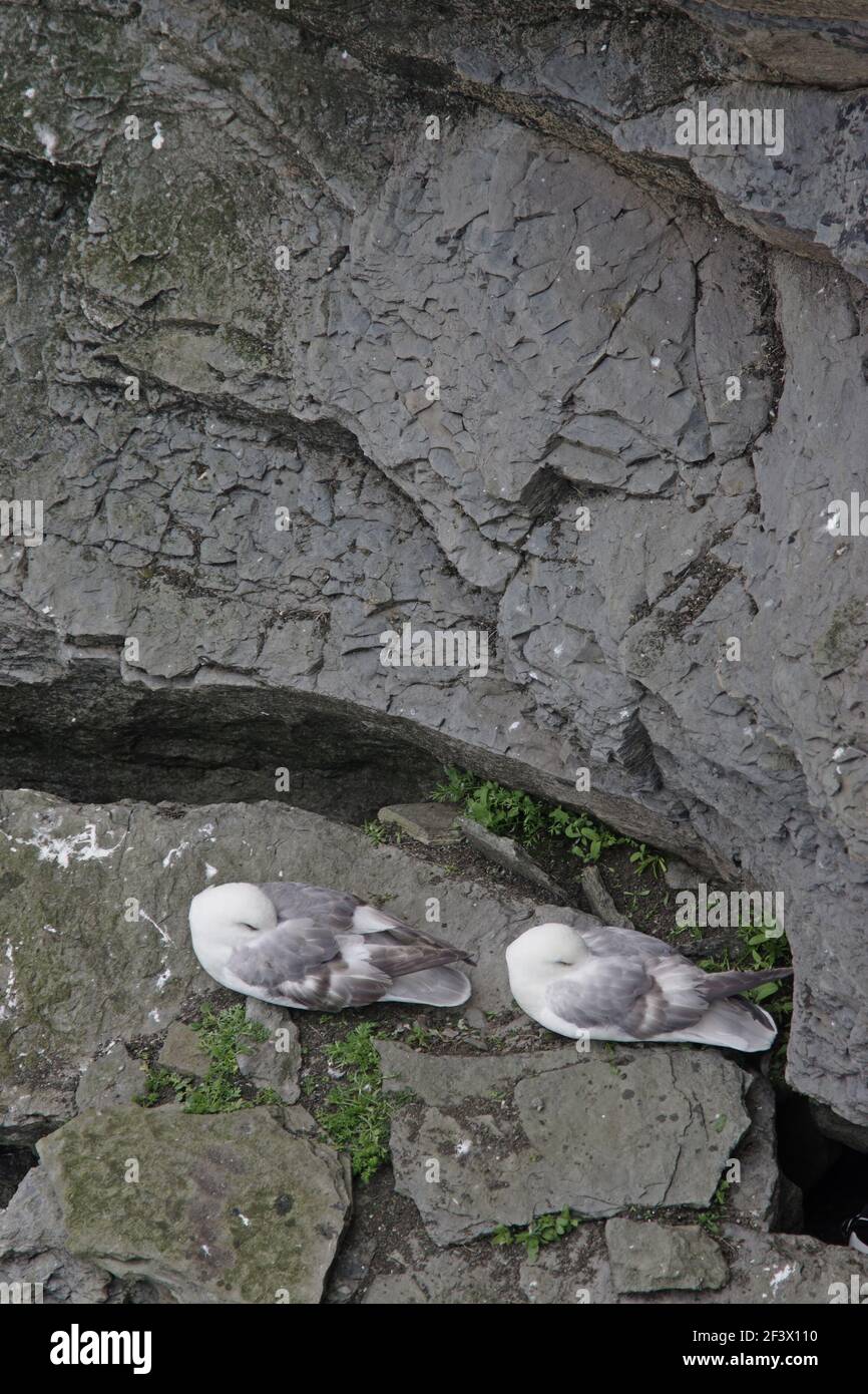 Fulmar - Pair asleep on cliff ledge Fulmarus glacialis Orkney Mainland BI019989 Stock Photo