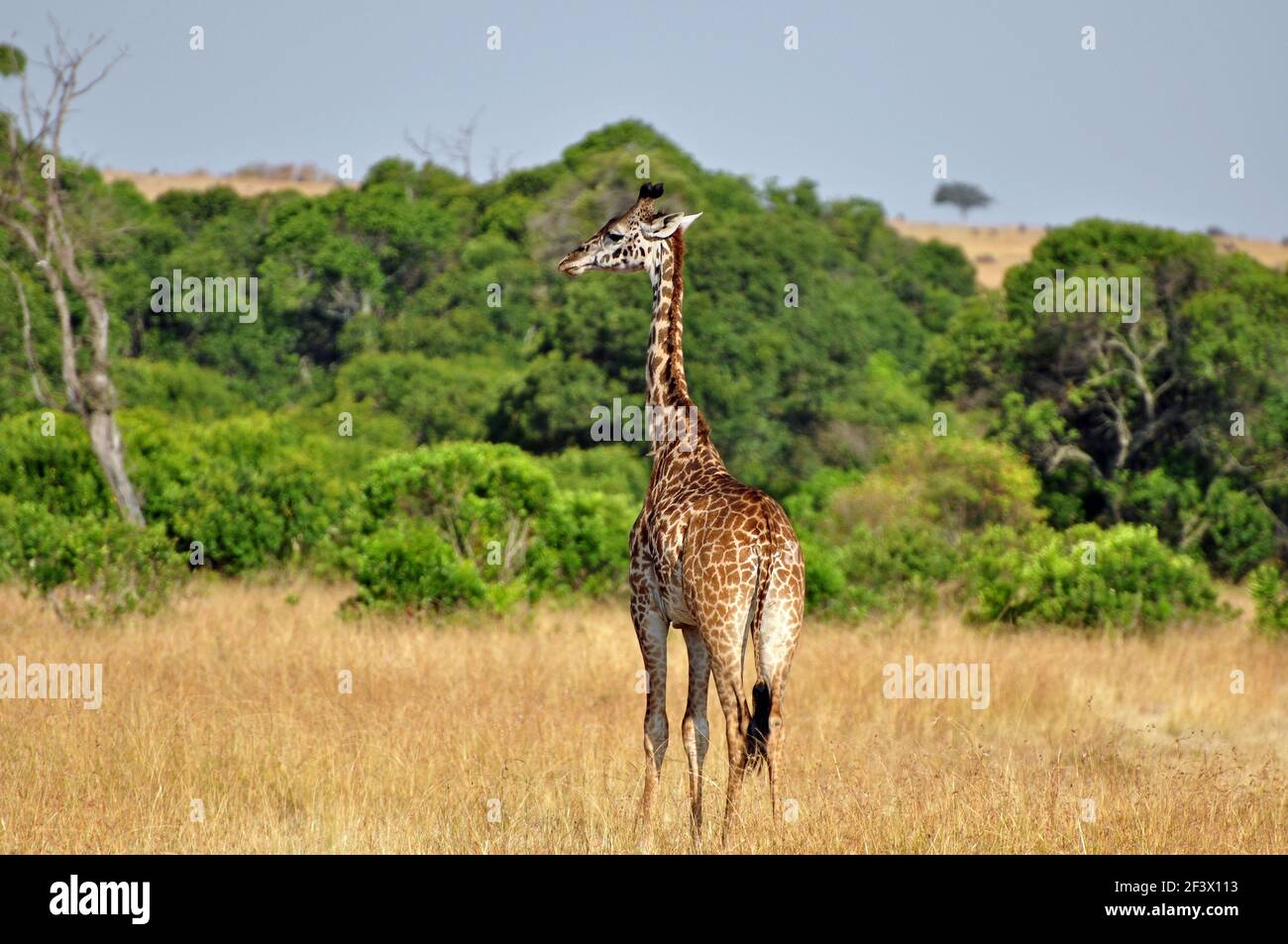 Young Masai Giraffe (Giraffa camelopardalis tippelskirchi) in the African Savanna. Masai Mara Game Reserve, Kenya Stock Photo