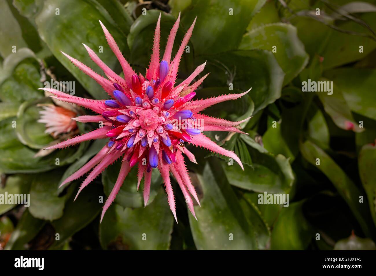 Beautiful pink aechmea fasciata bromeliad flower also known as the silver urn plant top view showing its star shape and pink bacts with blue flowers. Stock Photo