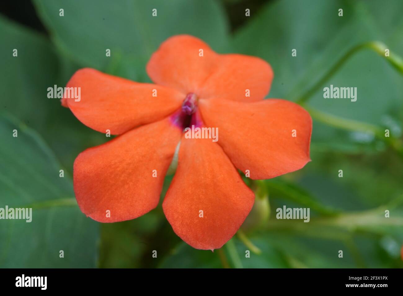 A closeup of an orange Impatiens walleriana flower Stock Photo