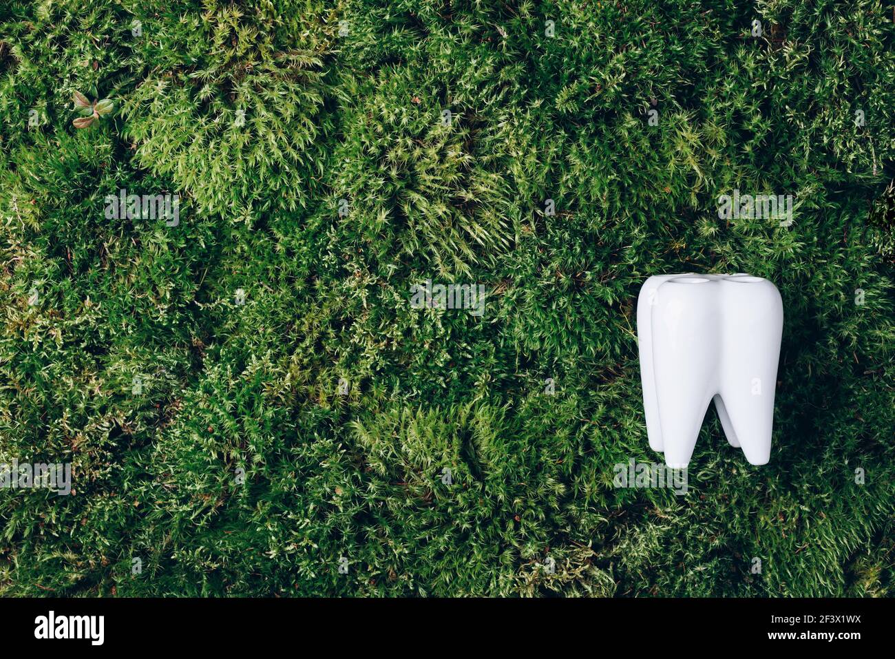 Toothbrush stand shaped primary tooth on green moss background 