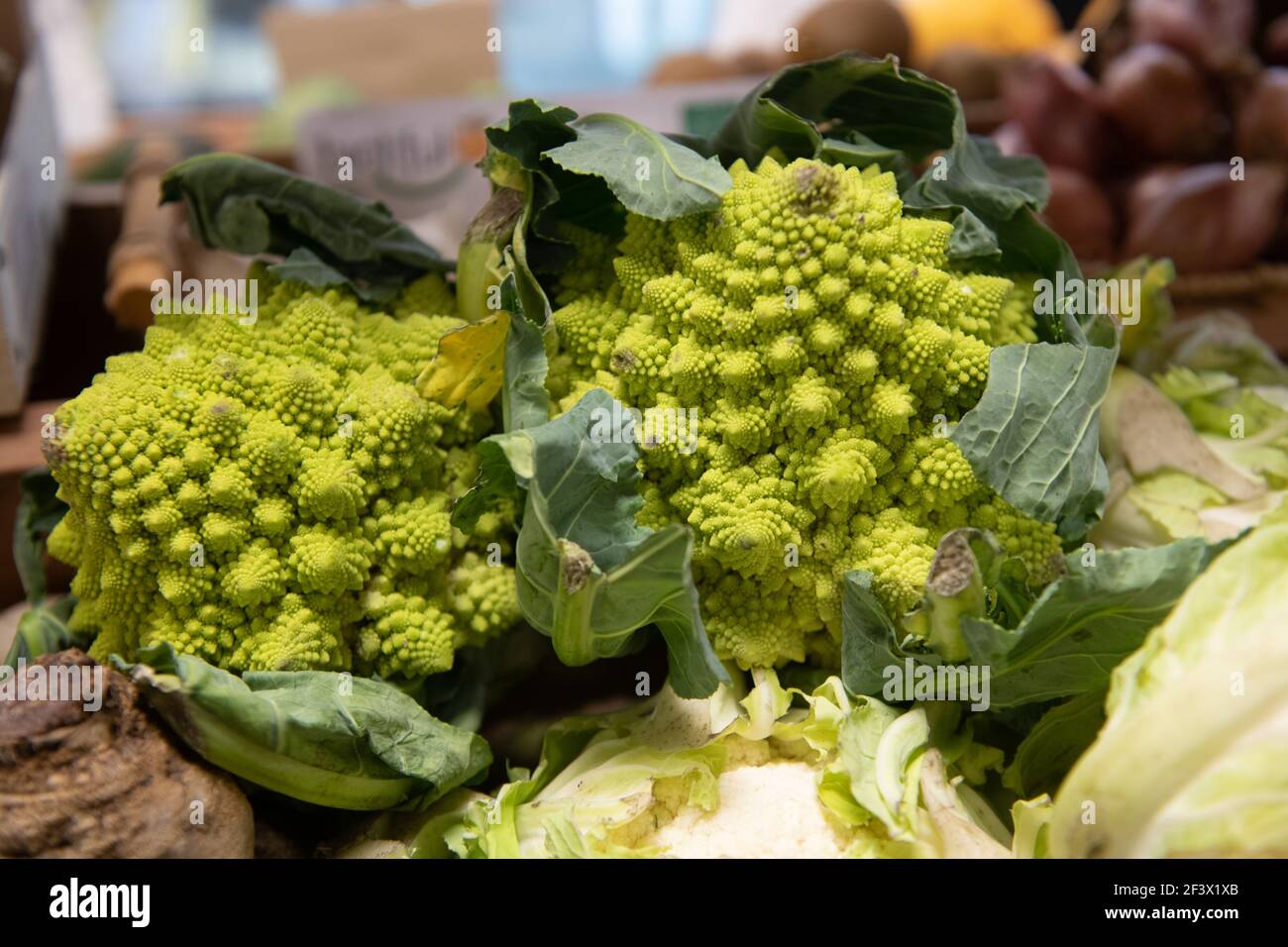 Romanesco broccoli Stock Photo