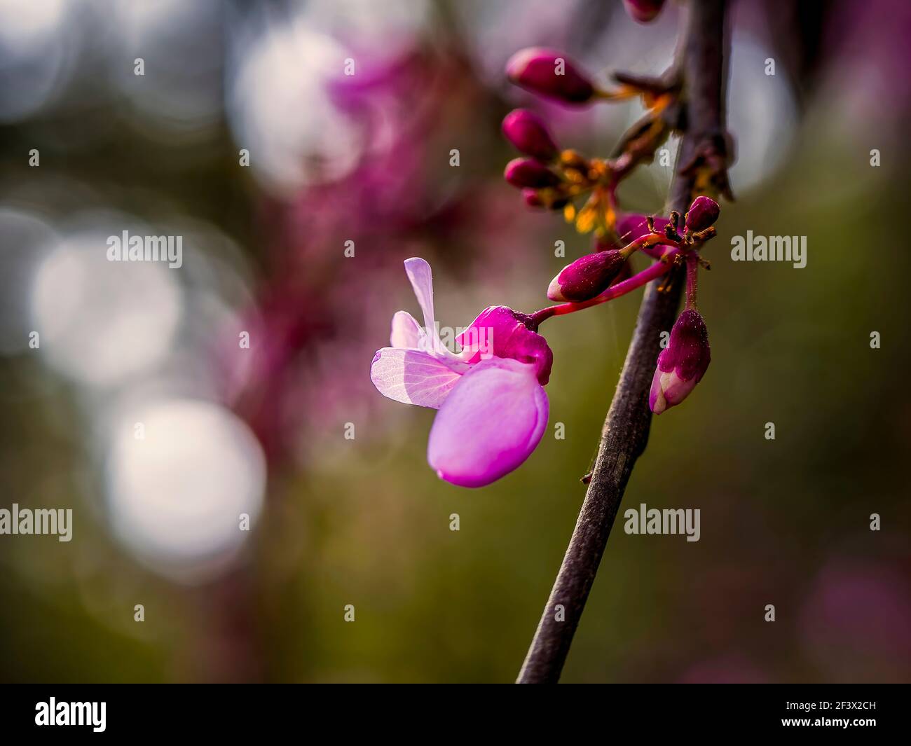 Judas in Spring. A lone vivid violet colored flower and a couple of buds hang from the branch of a Judas tree. Stock Photo