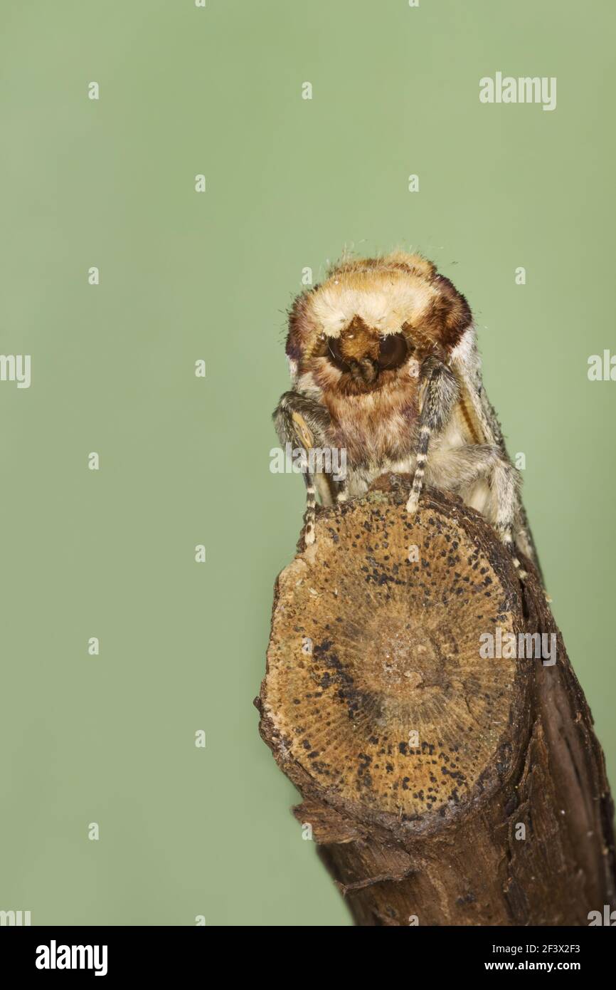 Buff-tip Moth - showing camouflage on twig Phalera bucephala Essex, UK IN000888 Stock Photo