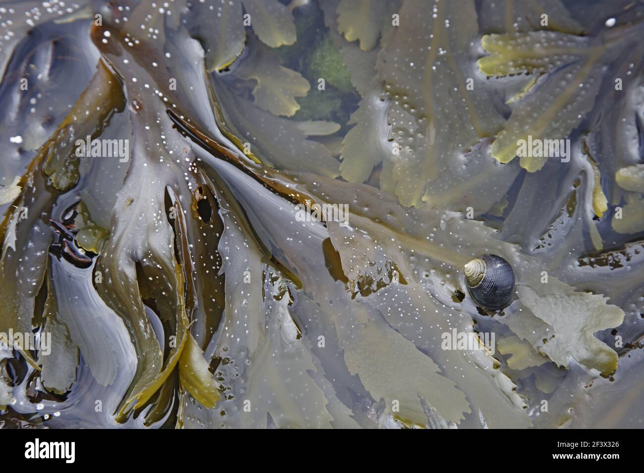 Edible Periwinkle on Toothed Wrack Seaweed in tide poolLittorina littorea & Fucus serratus Brough Head Orkney Mainland IN000900 Stock Photo