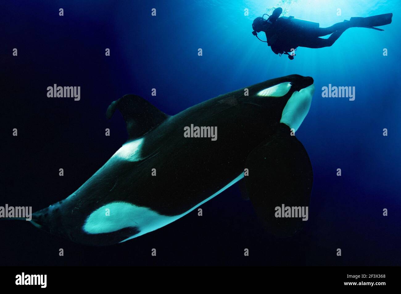 Orca killer whale underwater with scuba diver in the deep blue see
