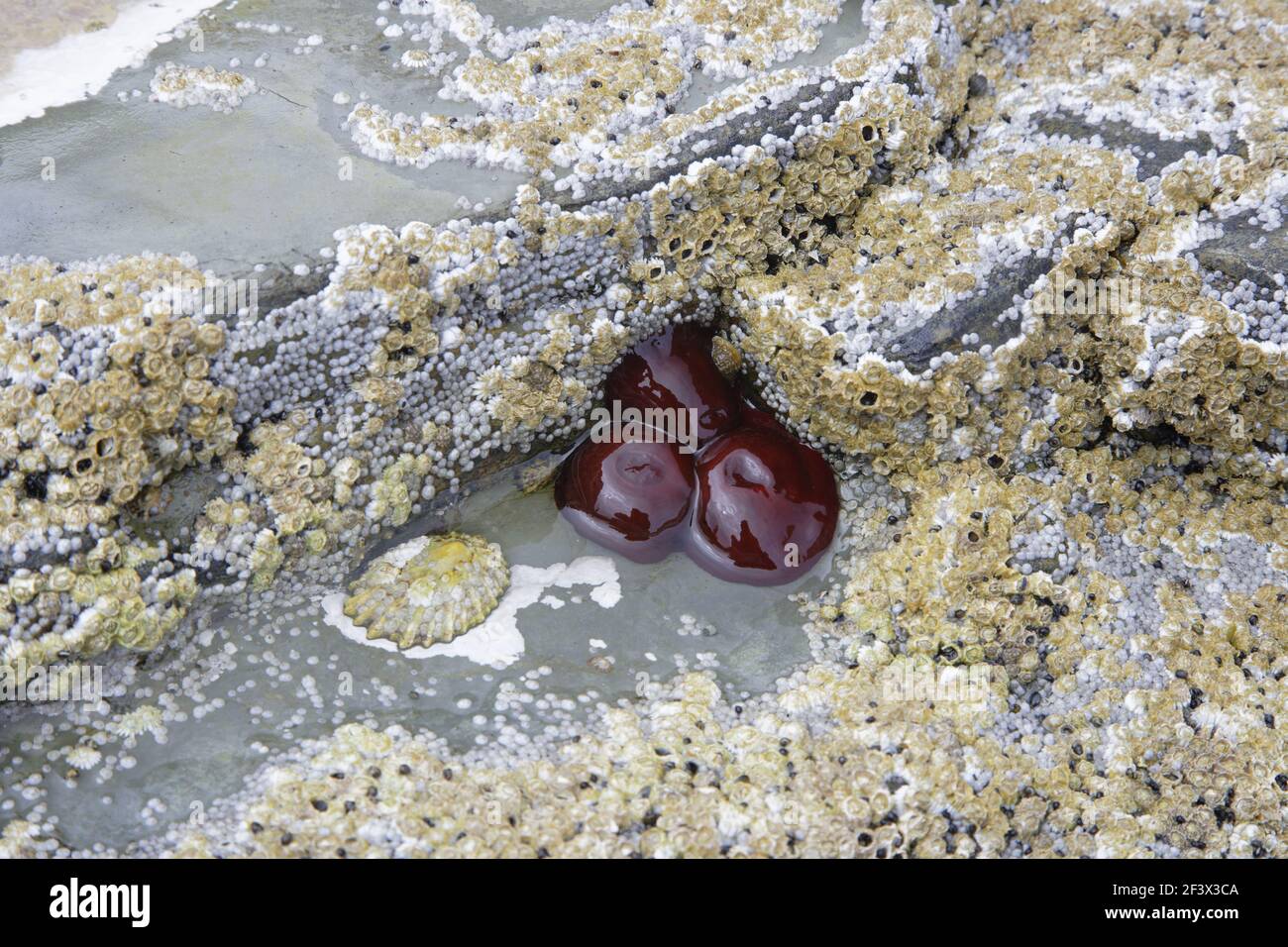 Beadlet Anenome in rock pool at low tideActinia wquina Brough Head Orkney Mainland IN000904 Stock Photo