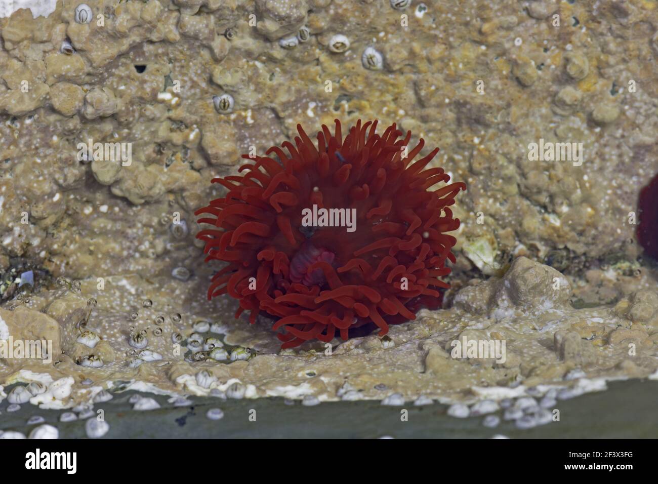 Beadlet Anenome in rock pool at low tideActinia wquina Brough Head Orkney Mainland IN000906 Stock Photo