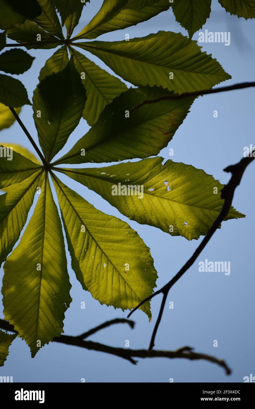 Horse Chestnut Leaf Stock Photo Alamy
