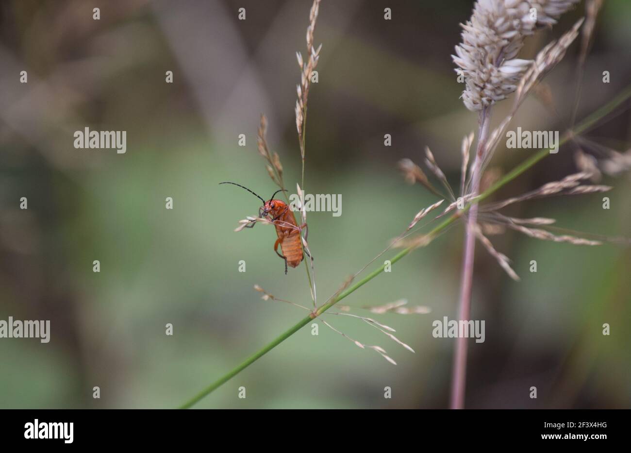 Cardinal Beetle on Grass Stock Photo