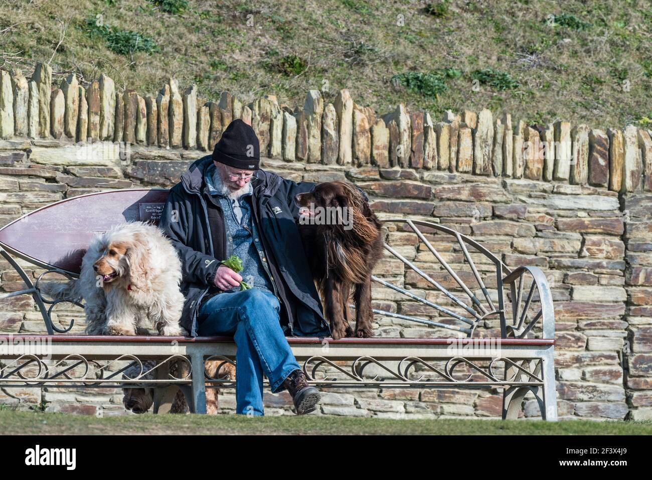 An elderly man sitting on a bench with his pet dogs at Fistral in Newquay in Cornwall UK. Stock Photo