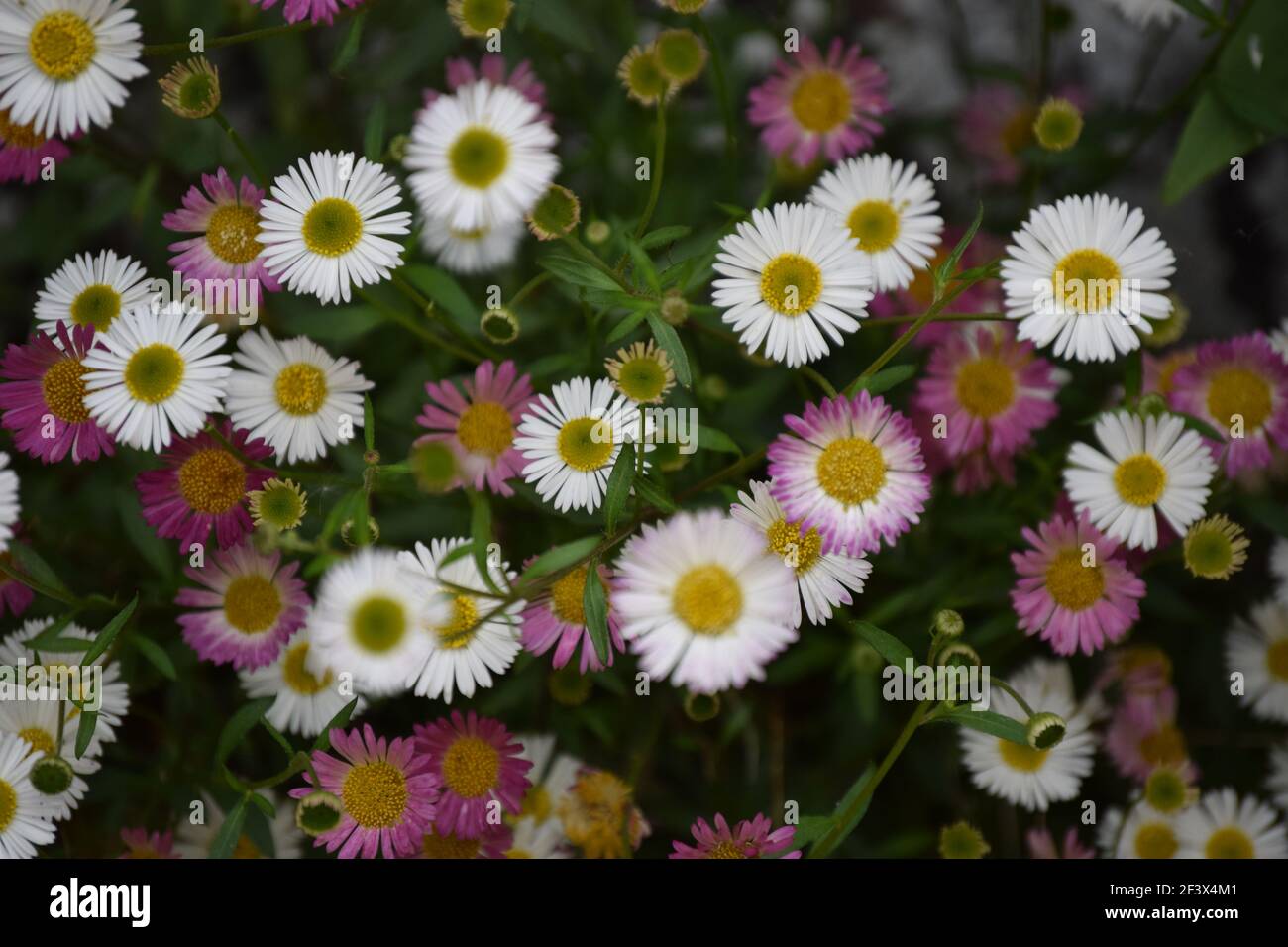 White and Pink Daisies Stock Photo