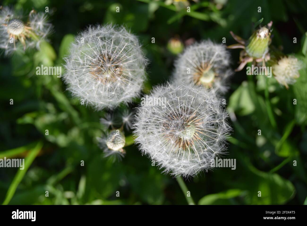 Dandelion Seed Heads Stock Photo