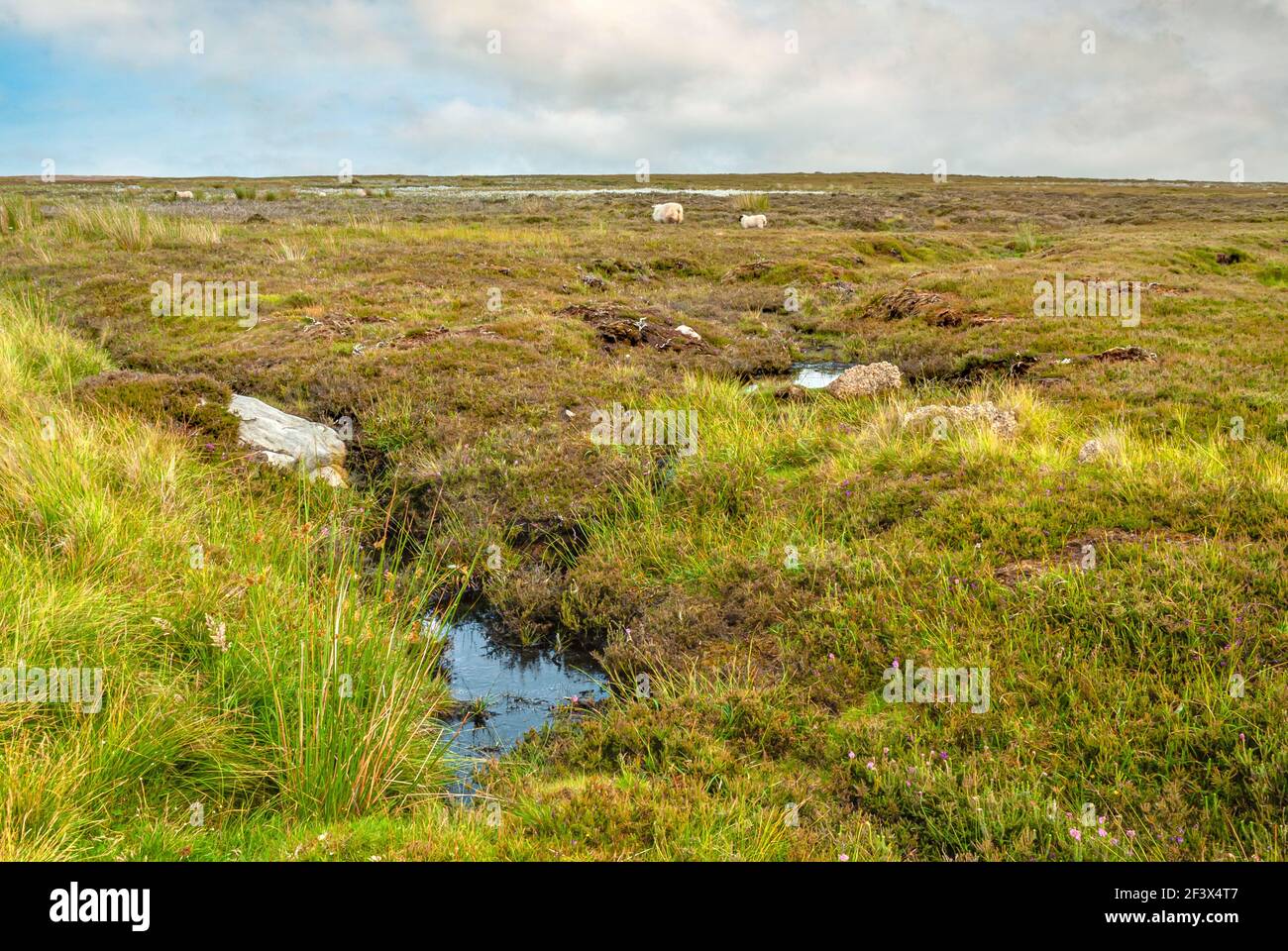 Scenic heath land landscape at North York Moors or North Yorkshire Moors in North Yorkshire, England Stock Photo