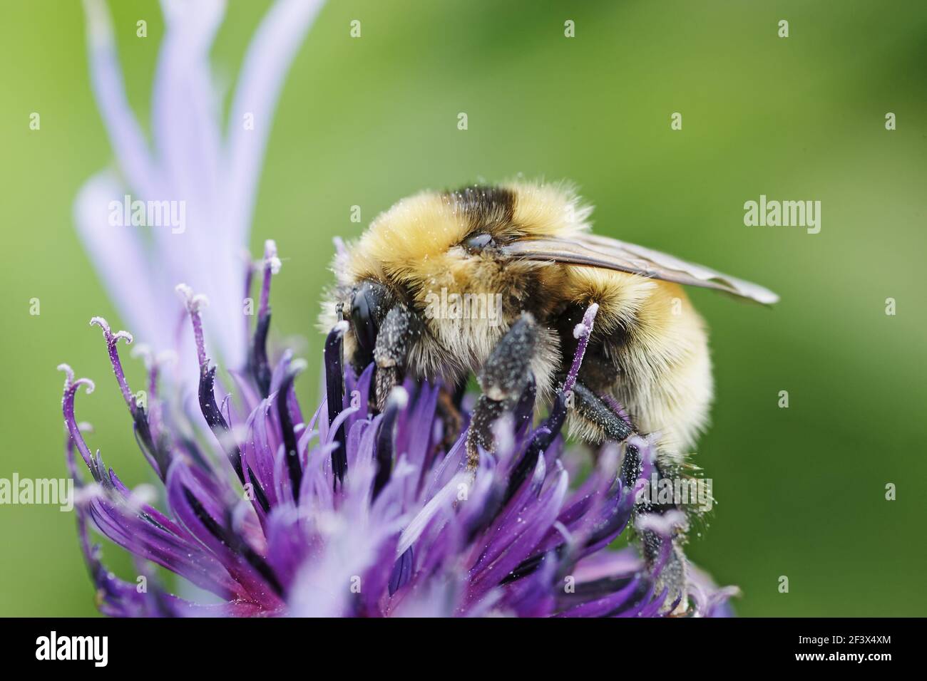 Great Yellow Bumblebee - feeding on flowerBombus distinguendus Orkney Mainland IN000931 Stock Photo