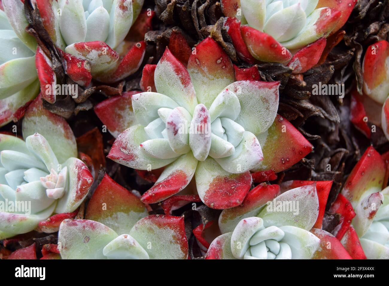 Red Edged Succulent Stock Photo