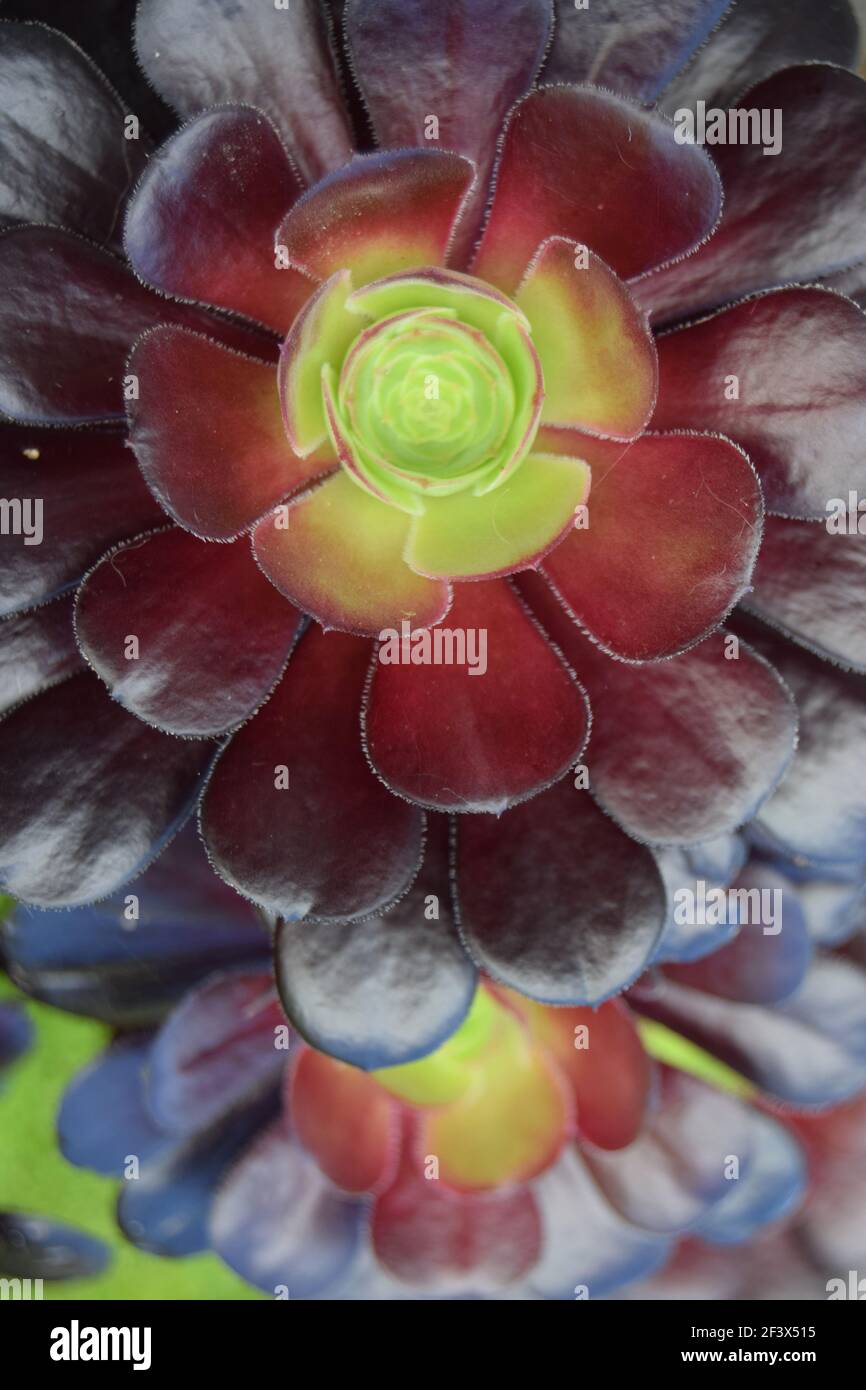 Dark Succulents #1 Stock Photo