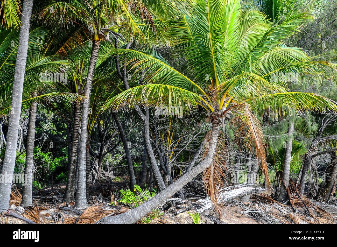 Tropical palm trees near beach, Daintree National Park, Cape Tribulation, Queensland, Australia. Stock Photo