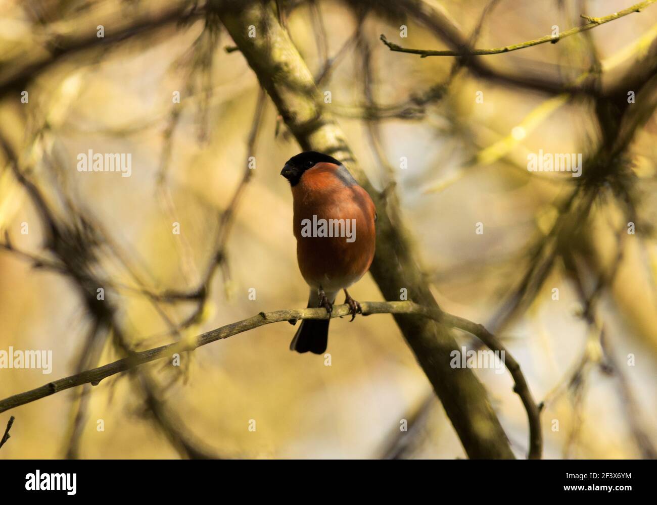 The Bullfinch is a reasonably common bird of British parks and gardens, though they are shy and furtive birds. This is the male with brilliant colours Stock Photo
