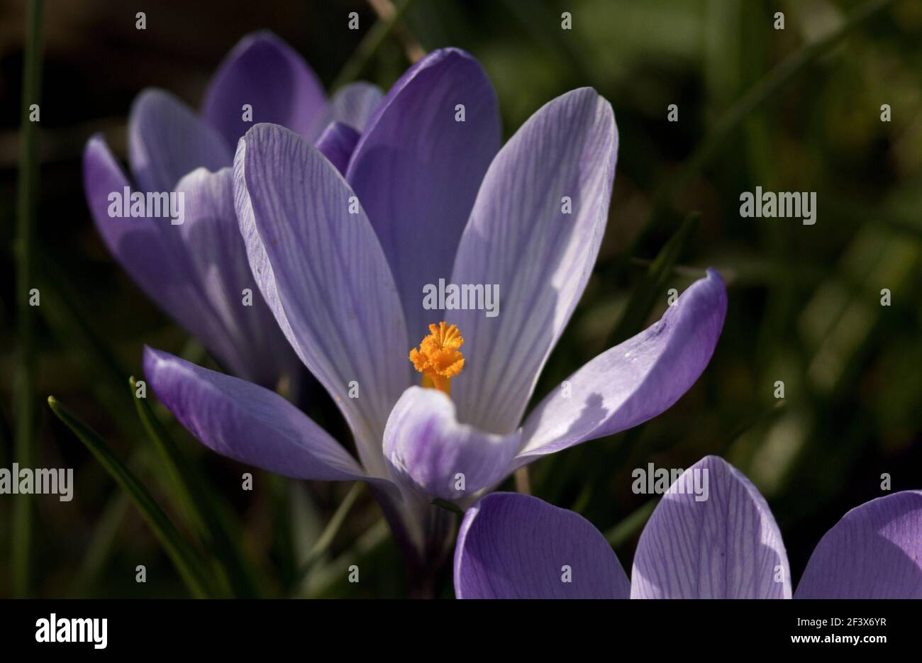 In early spring the floors of the woodlands and gardens show signs of the change of season with brilliant early flowering plants like this Crocus Stock Photo