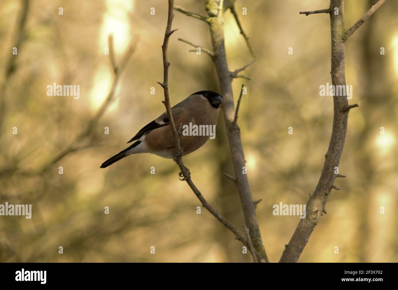 The Bullfinch is a reasonably common bird of British parks and gardens, though they are shy and furtive birds. This is the female with  subdued colour Stock Photo