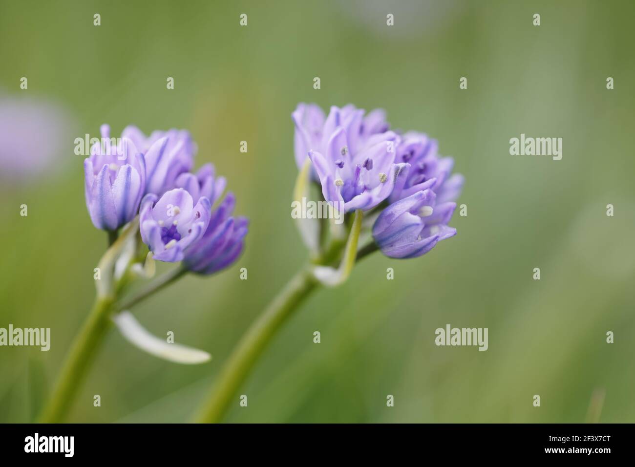 Spring Squill growing in coastal grasslandScilla verna Orkney Islands