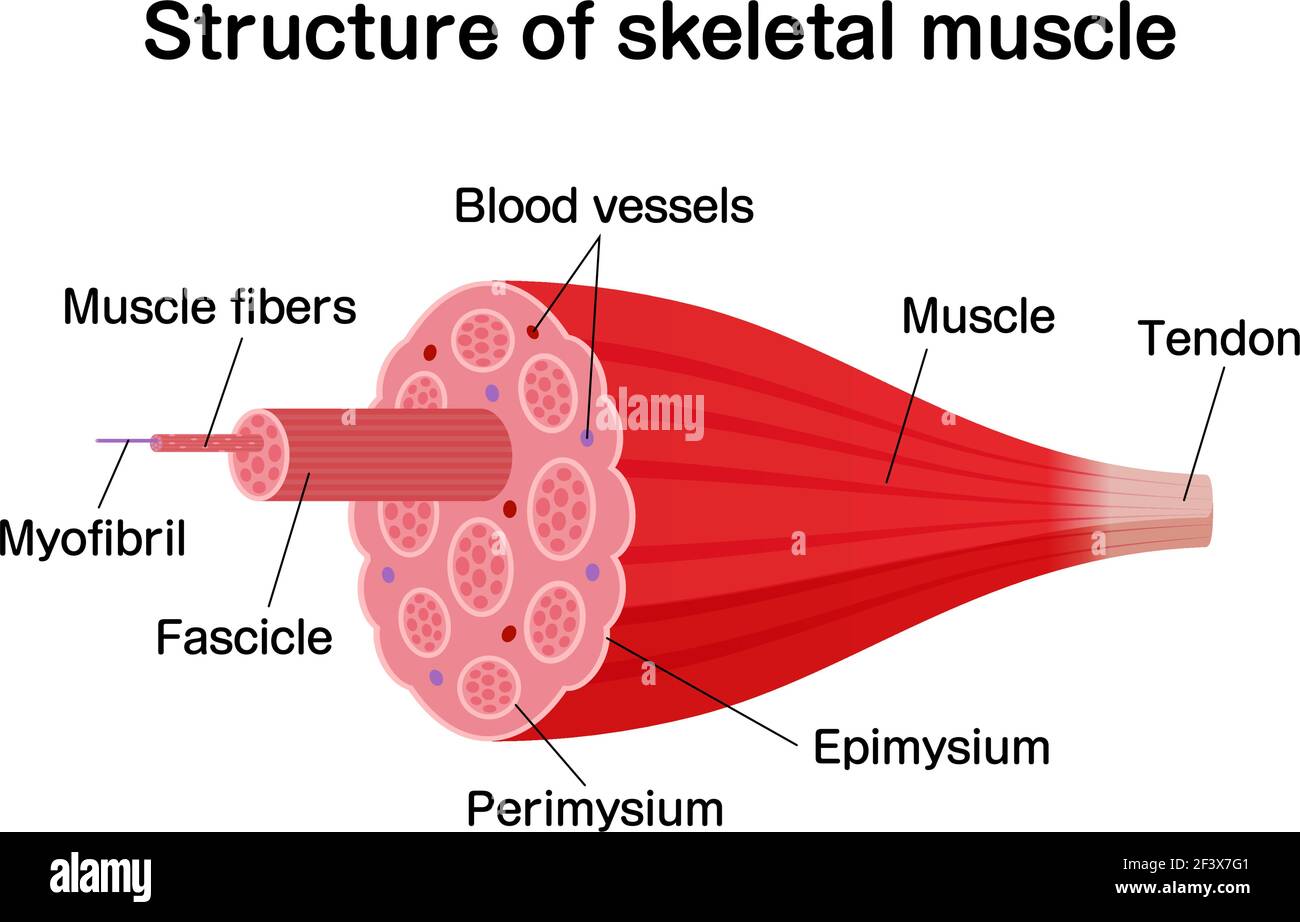 Structure of skeletal muscle vector illustration Stock Vector
