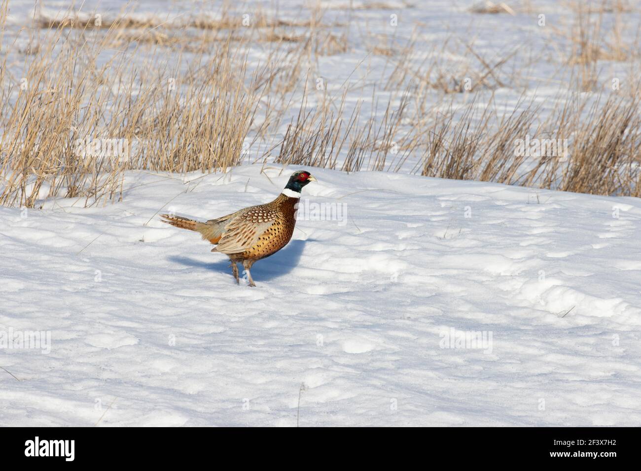Ring-necked Pheasant January 3rd, 2020 Lyman County, South Dakota Stock Photo