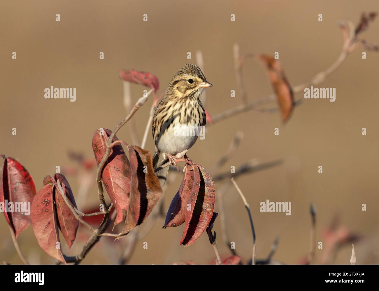 Savannah Sparrow October 10th, 2020 Near Corson, South Dakota Stock Photo