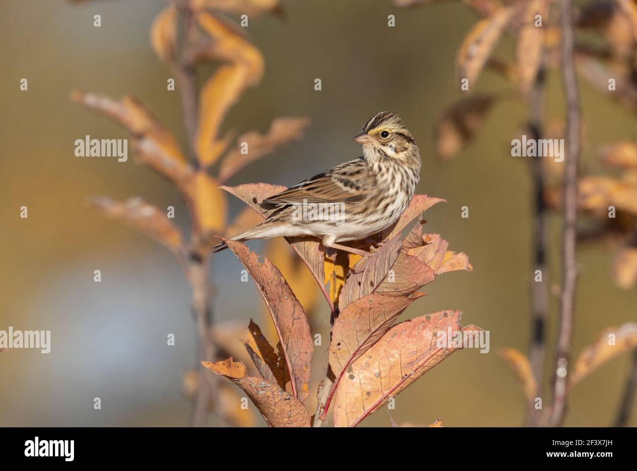 Savannah Sparrow October 10th, 2020 Near Corson, South Dakota Stock Photo