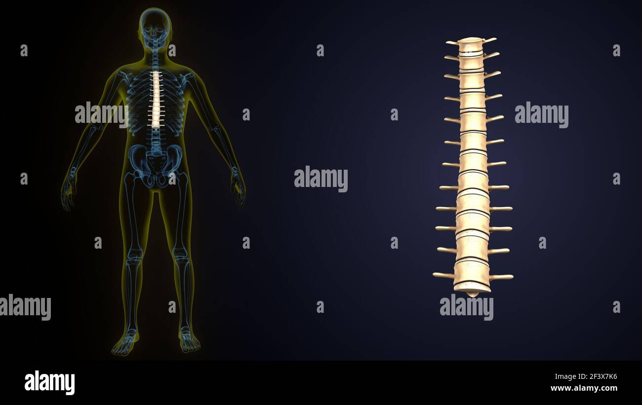 3d illustration of human skeleton thoracic vertebrae bone anatomy. Stock Photo