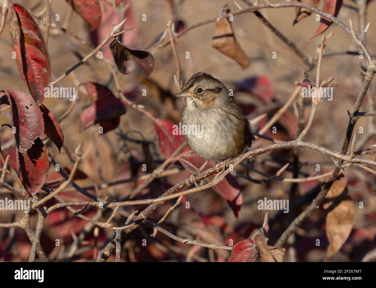 Swamp Sparrow October 10th, 2020 Near Corson, South Dakota Stock Photo