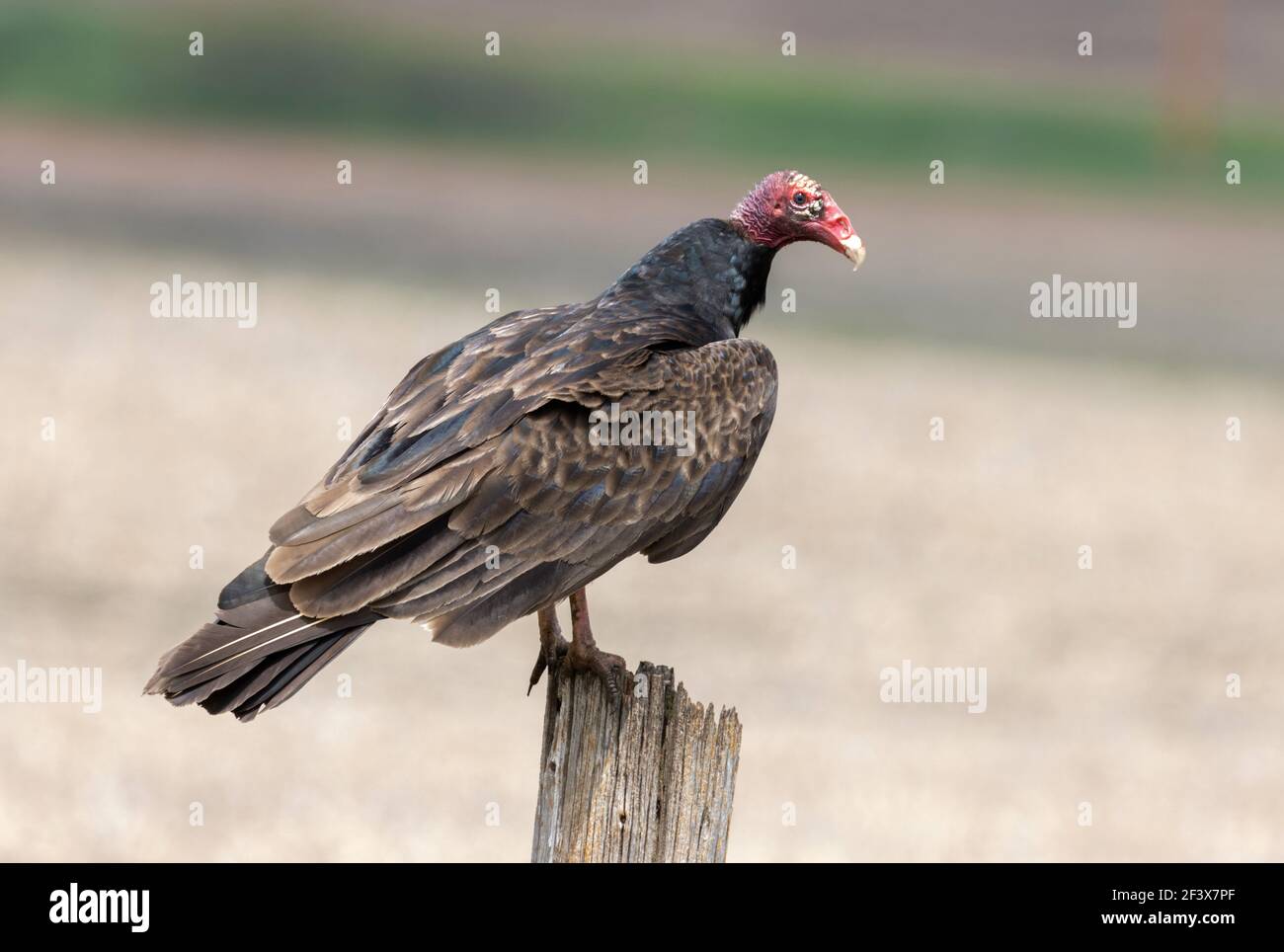 Turkey Vulture May 23rd, 2020 Lincoln County, South Dakota Stock Photo