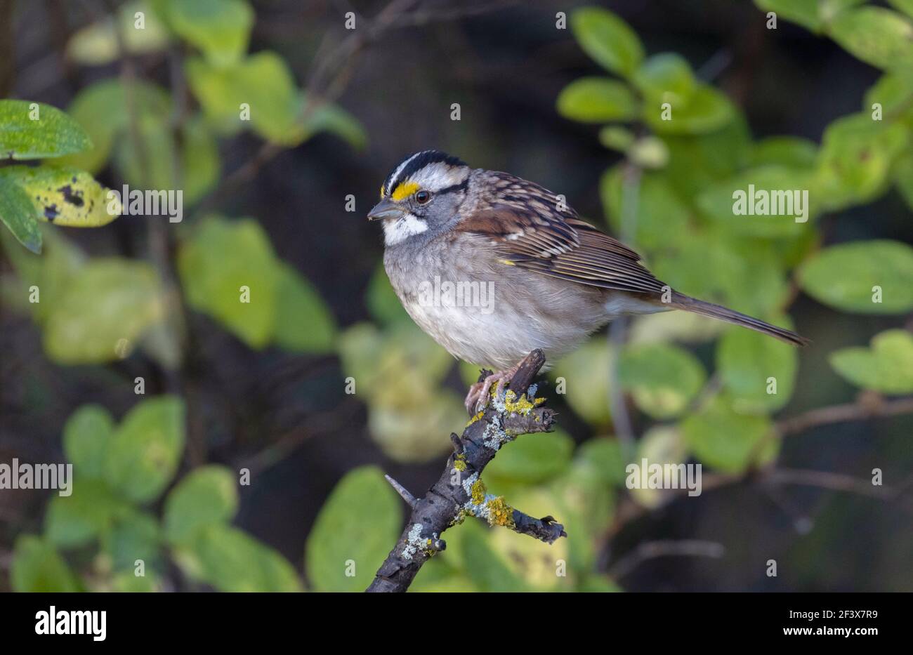 White-throated Sparrow October 12th, 2020 Lincoln County, South Dakota Stock Photo