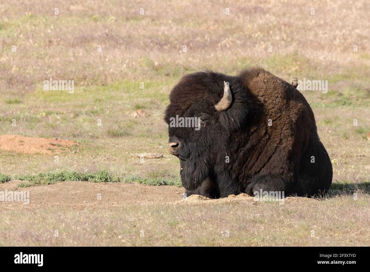 Bison (and Cowbird) June 25th, 2020 Custer State Park, South Dakota Stock Photo
