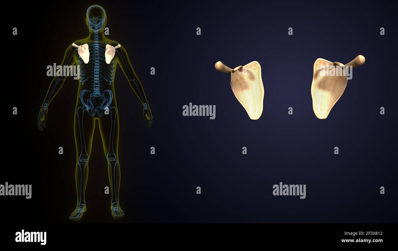 human skeleton anatomy scapula bone. 3d illustration Stock Photo Alamy