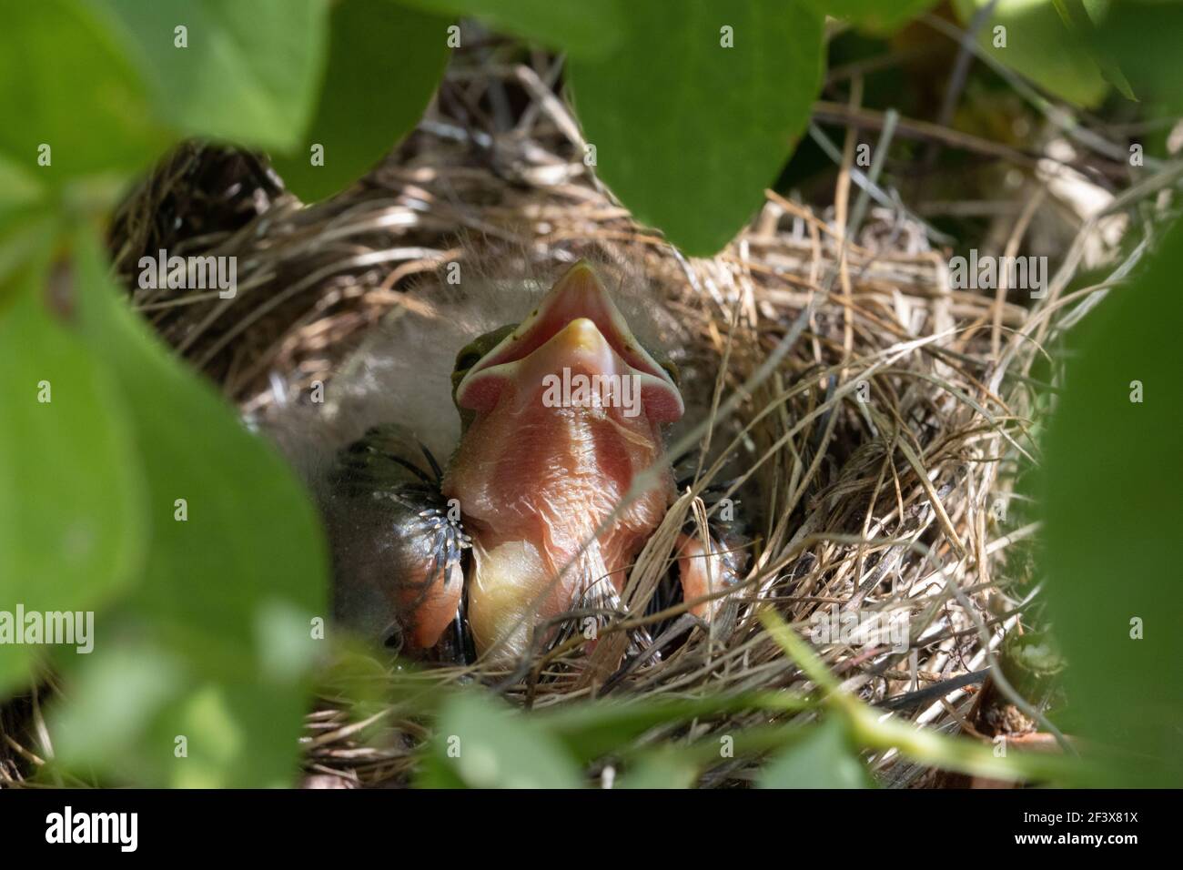 Brown-headed Cowbird young in a Chipping Sparrow nest. There were two Chipping Sparrow babies in the nest at one point too. But the bigger Brown-heade Stock Photo