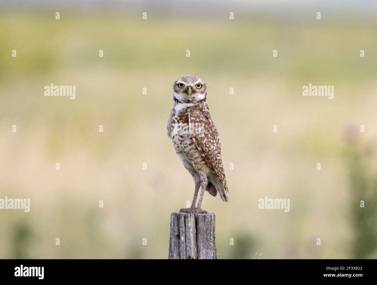 Burrowing Owl July 5th, 2020 Fort Pierre National Grasslands, South Dakota Stock Photo