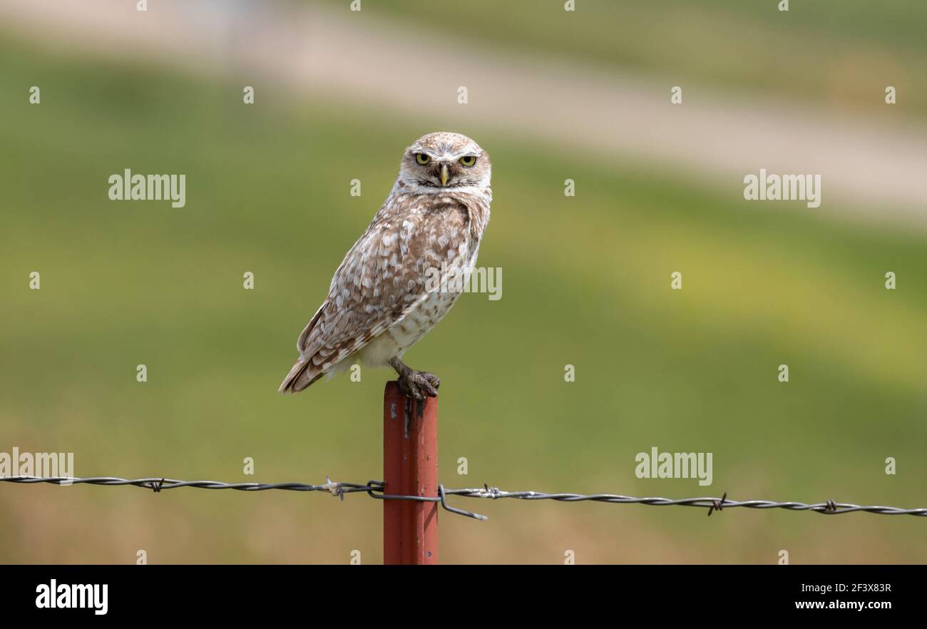 Burrowing Owl July 5th, 2020 Hyde County, South Dakota Stock Photo
