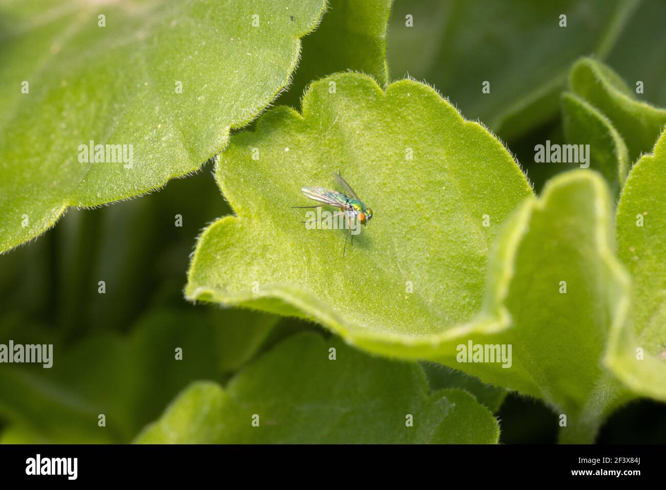 Condylostylus sipho June 16th, 2020 Brandon, South Dakota Stock Photo