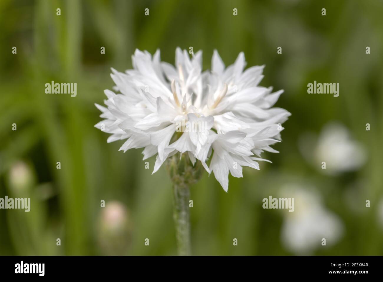 Bachelor buttons hi-res stock photography and images - Alamy