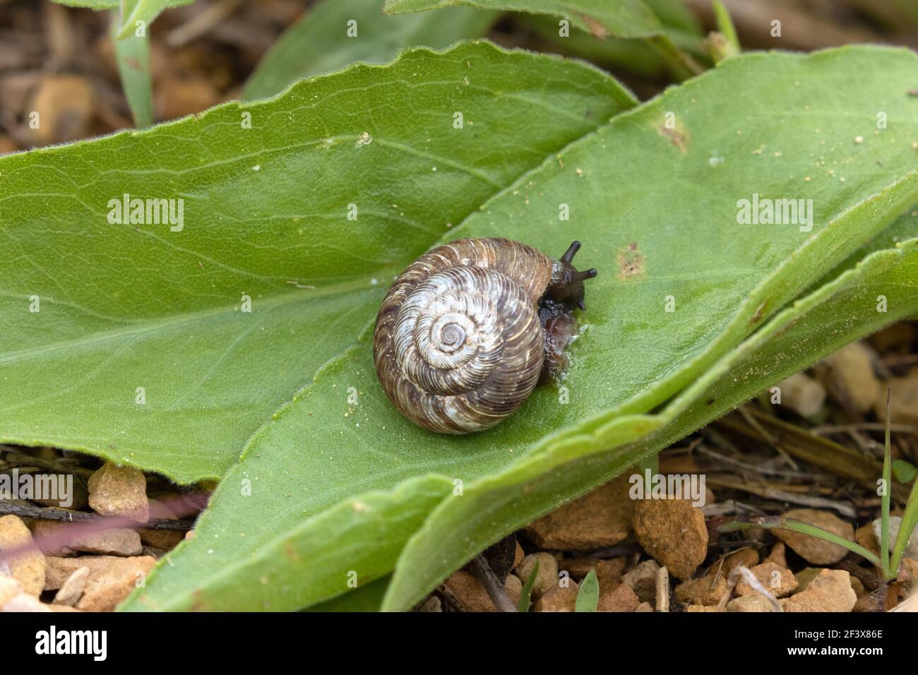 Discus Snail May 24th, 2020 Good Earth State Park, South Dakota Stock Photo