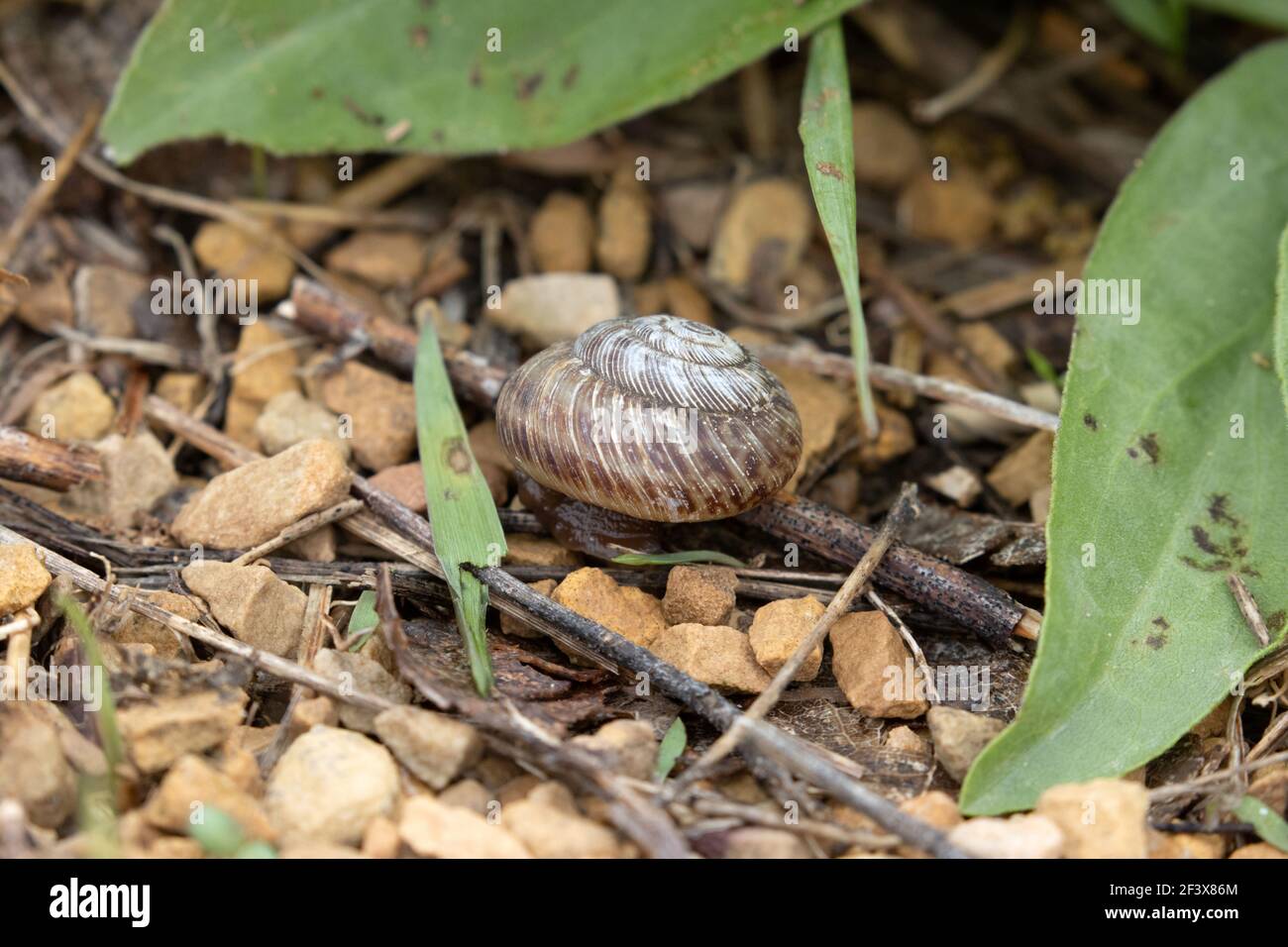 Discus Snail May 24th, 2020 Good Earth State Park, South Dakota Stock Photo