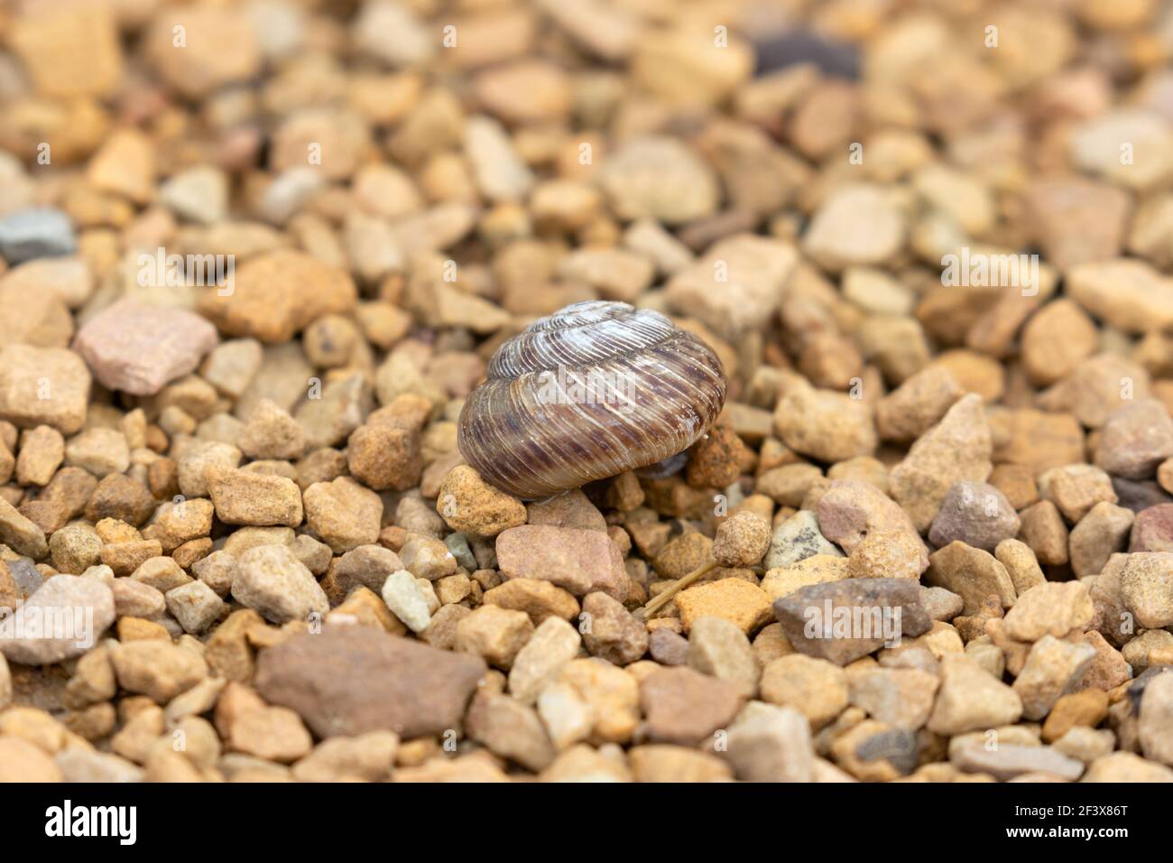 Discus Snail May 24th, 2020 Good Earth State Park, South Dakota Stock Photo