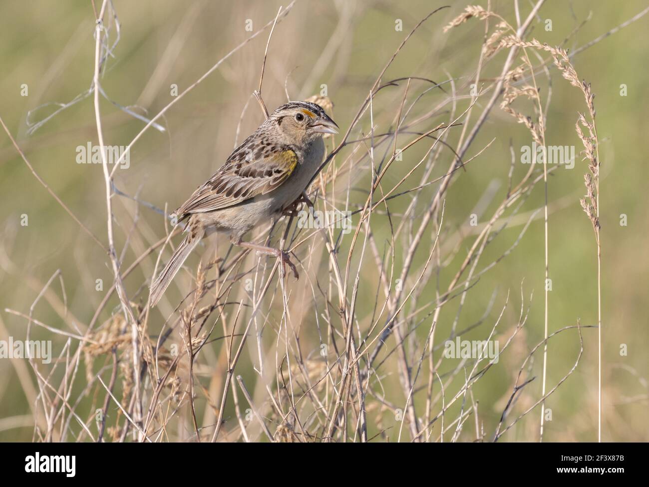 Grasshopper Sparrow June 27th, 2020 Wind Cave National Park, South Dakota Stock Photo